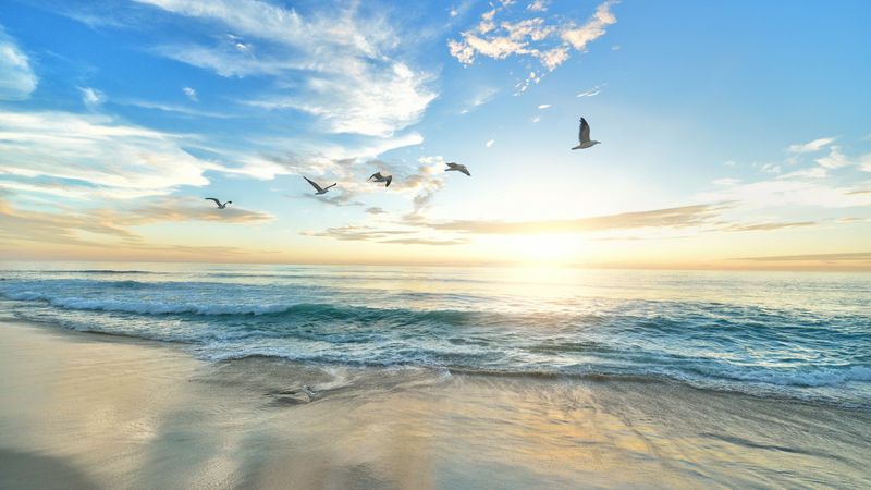 朝の海と海鳥